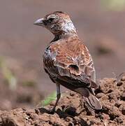 Chestnut-backed Sparrow-Lark