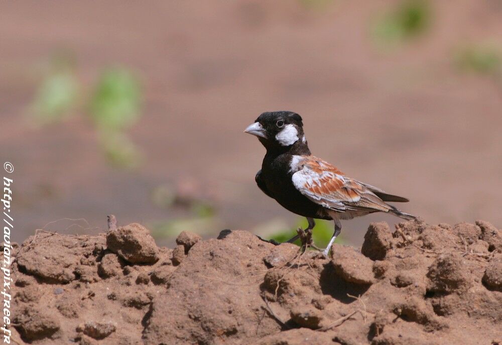 Chestnut-backed Sparrow-Lark male adult breeding