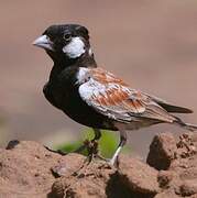 Chestnut-backed Sparrow-Lark