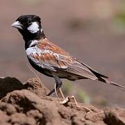 Chestnut-backed Sparrow-Lark