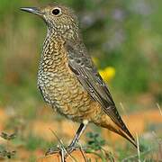 Common Rock Thrush