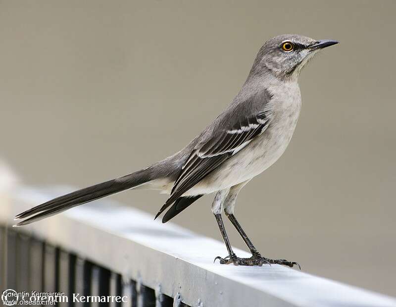 Northern Mockingbirdadult, identification