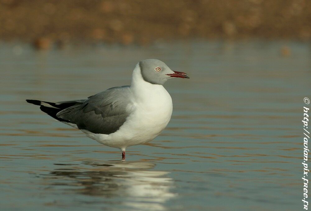 Mouette à tête griseadulte nuptial