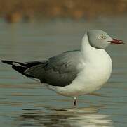 Mouette à tête grise