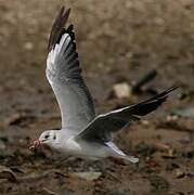 Grey-headed Gull