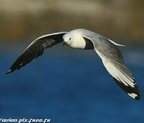 Grey-headed Gull