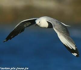 Mouette à tête grise