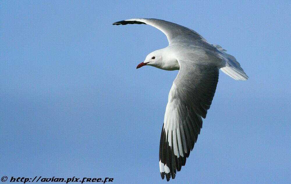 Grey-headed Gulladult post breeding