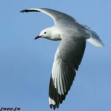 Mouette à tête grise