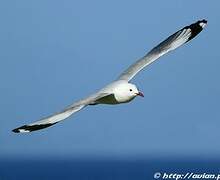 Grey-headed Gull