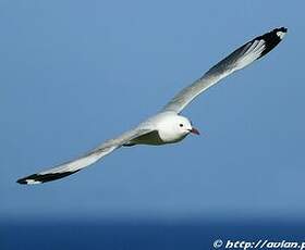 Mouette à tête grise