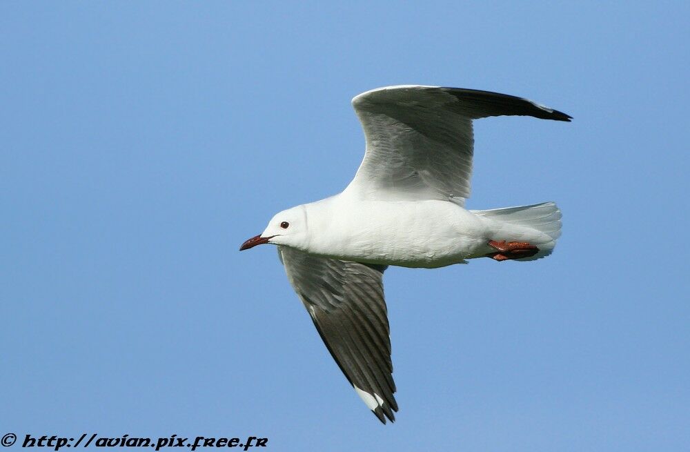 Mouette à tête griseadulte internuptial