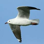 Grey-headed Gull