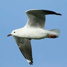 Mouette à tête grise