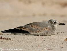 Mouette atricille