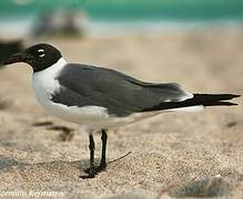 Mouette atricille