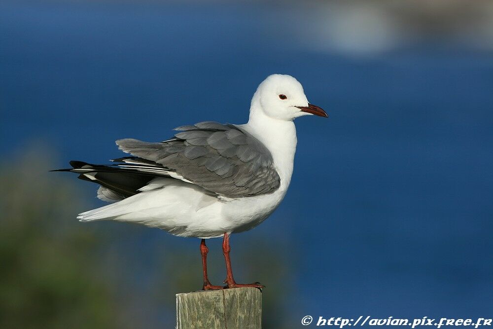 Mouette de Hartlaubadulte internuptial