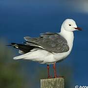 Hartlaub's Gull