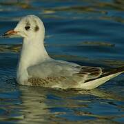 Mouette rieuse