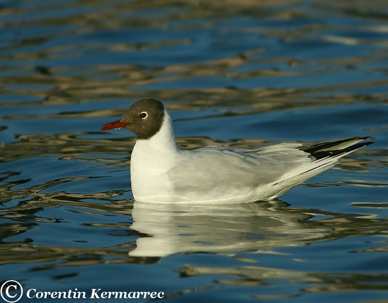 Mouette rieuseadulte nuptial