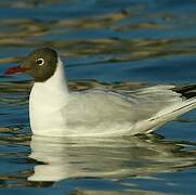 Black-headed Gull