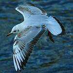 Mouette rieuse