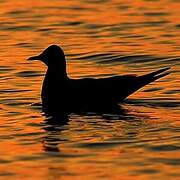 Mouette rieuse