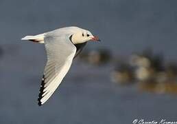 Mouette rieuse