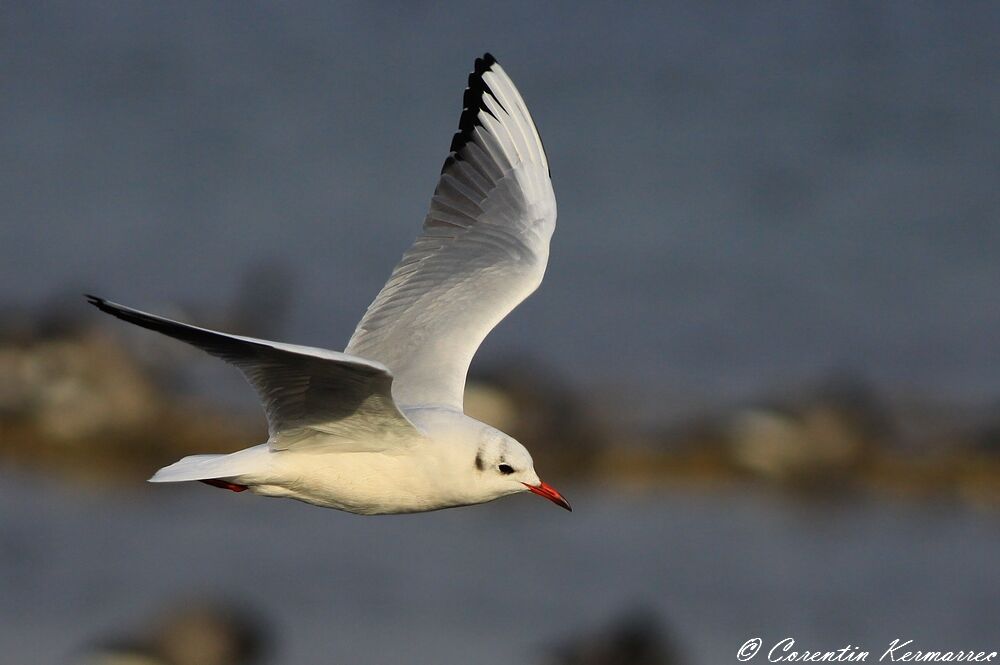 Black-headed Gulladult post breeding