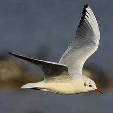 Mouette rieuse