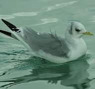 Black-legged Kittiwake