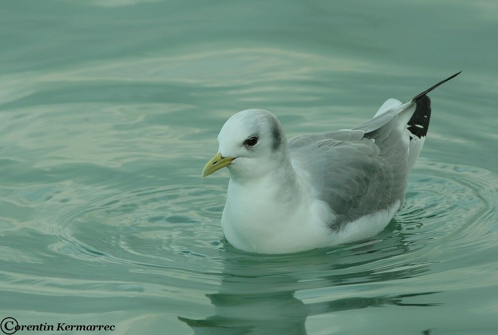 Mouette tridactyleadulte nuptial