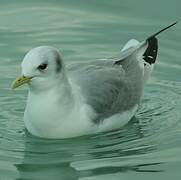 Black-legged Kittiwake