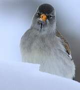 White-winged Snowfinch