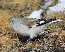 White-winged Snowfinch