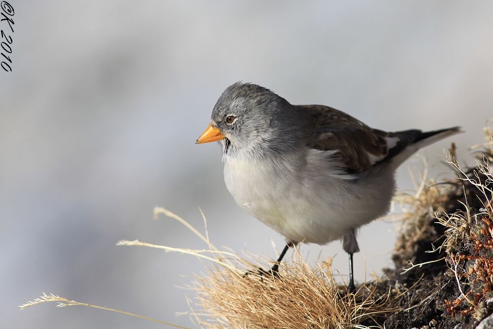 White-winged Snowfinchadult post breeding