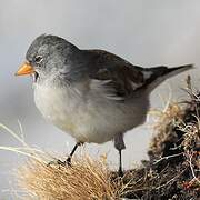 White-winged Snowfinch