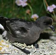 European Storm Petrel