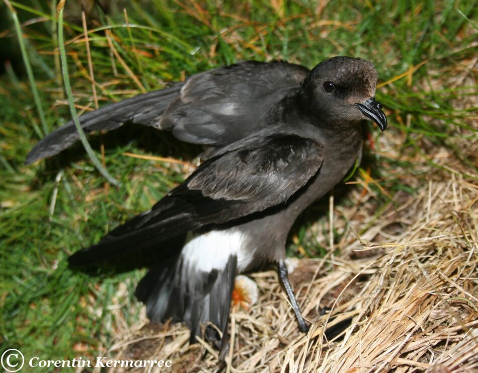 European Storm Petreladult breeding