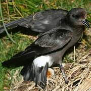 European Storm Petrel