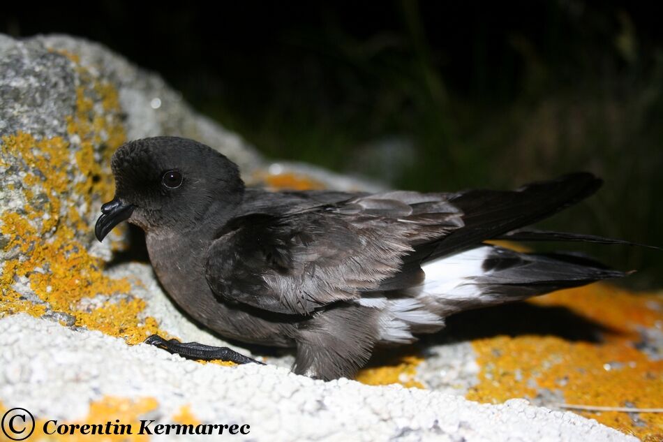 European Storm Petreladult breeding