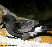 European Storm Petrel