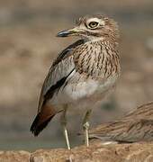 Senegal Thick-knee