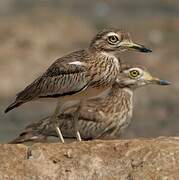 Senegal Thick-knee