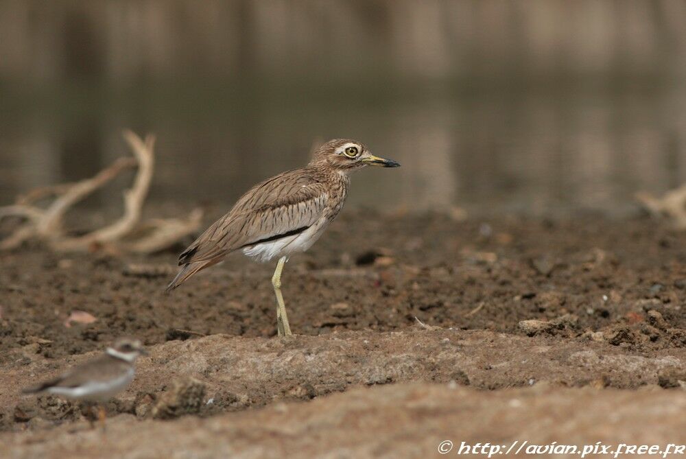 Senegal Thick-kneeadult