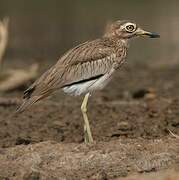 Senegal Thick-knee