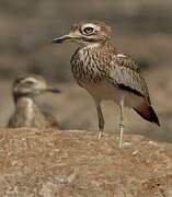 Senegal Thick-knee