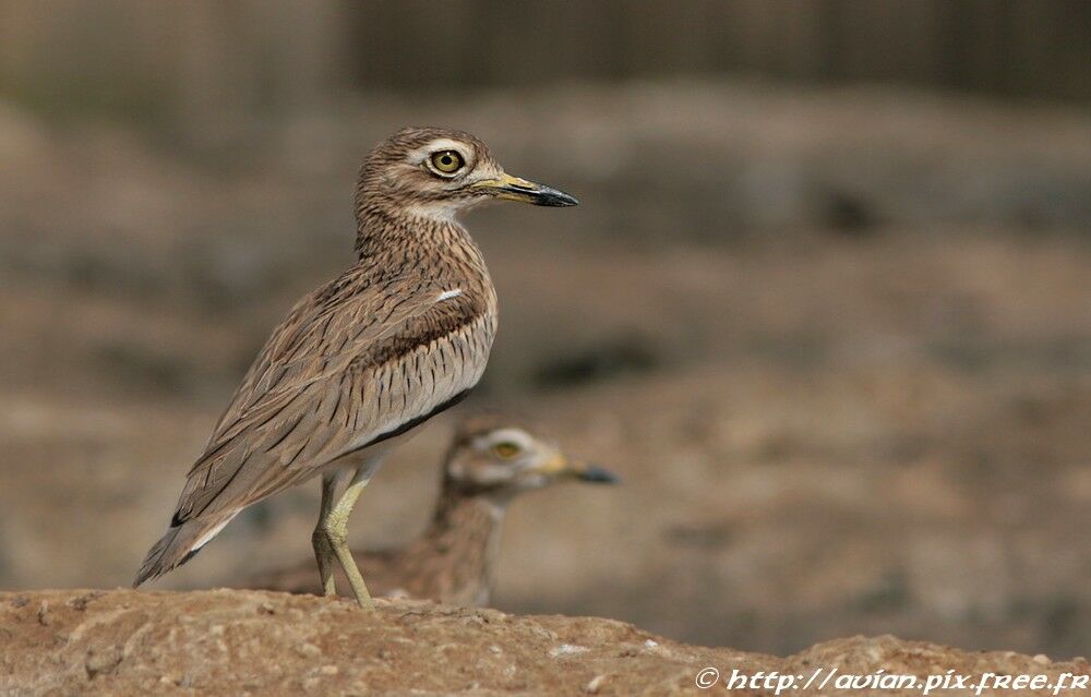 Oedicnème du Sénégaladulte, identification