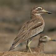 Senegal Thick-knee