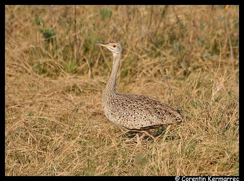 Hartlaub's Bustard female adult breeding